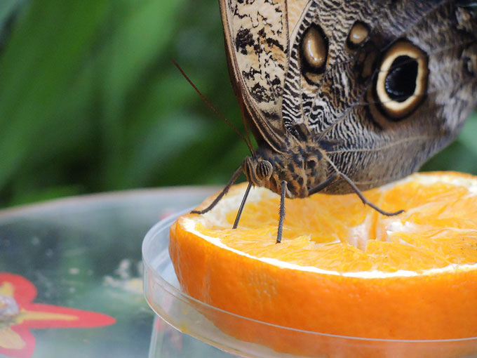 Foto einer Orangen-Scheibe, auf der ein Schmetterling sitzt
