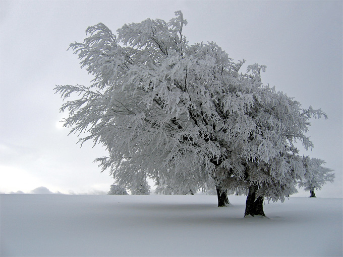 Schiefer
                        Baum im Winter